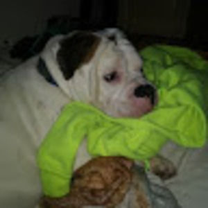 Meet your Posher, Presley